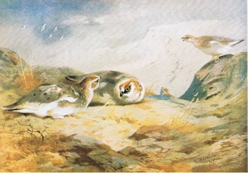 Schneehuhn, veröffentlicht von Book Club Associates, 1972